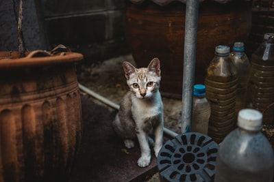 塑料瓶旁的棕色斑猫